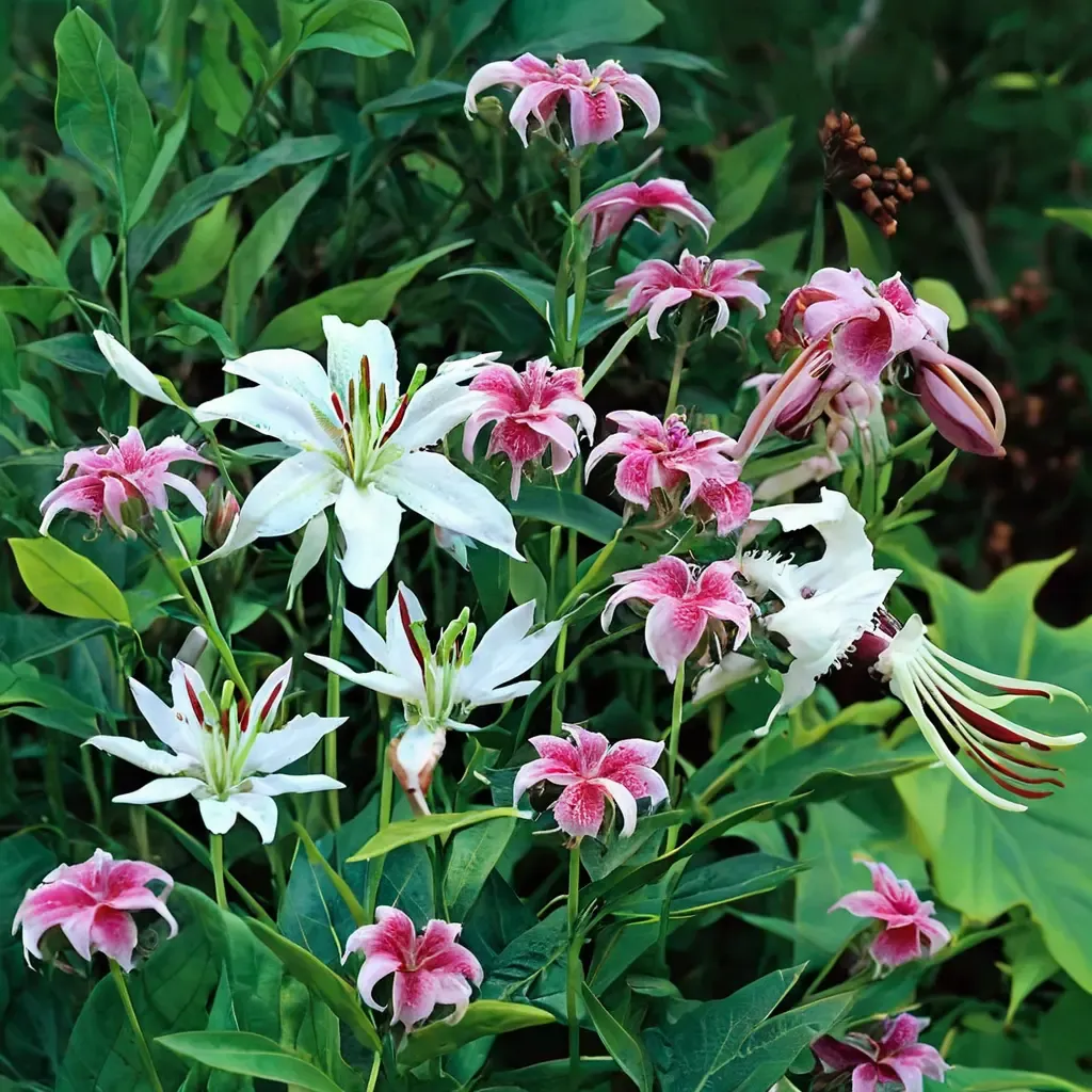 Japanese lily