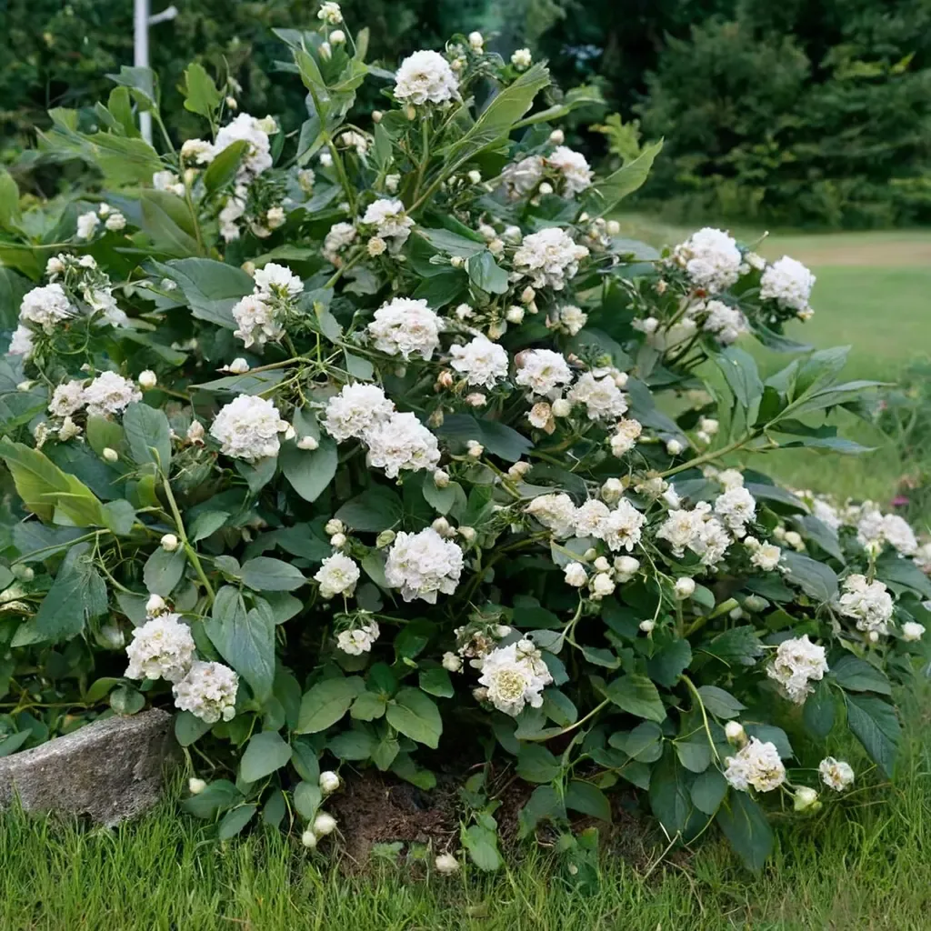 Ninebark