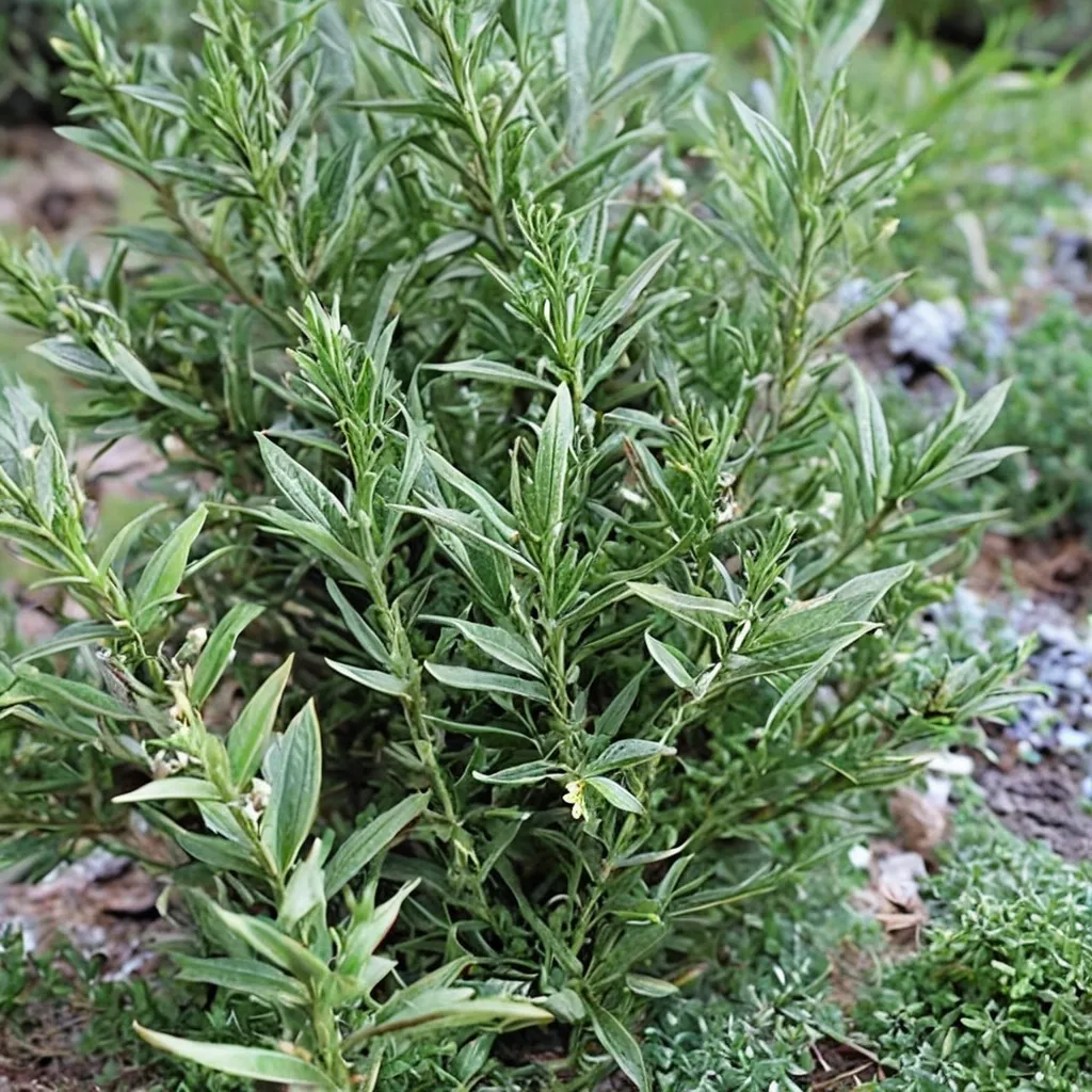 Common Rosemary