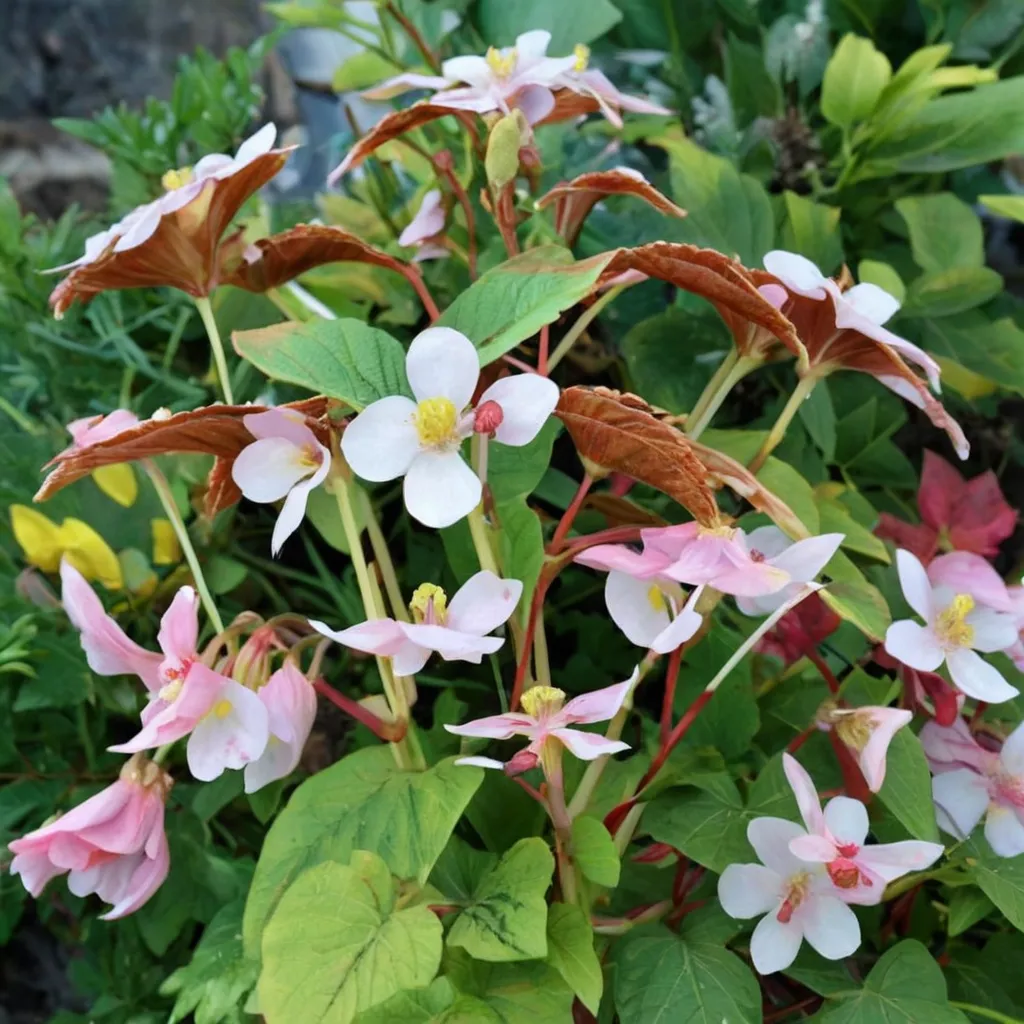 Wildwood Purity Begonia