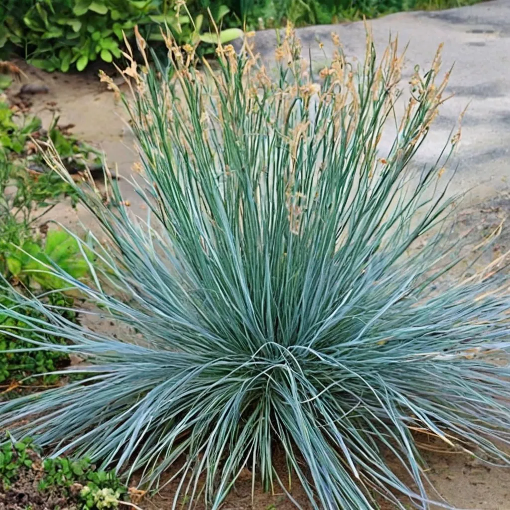 Festuca Mix