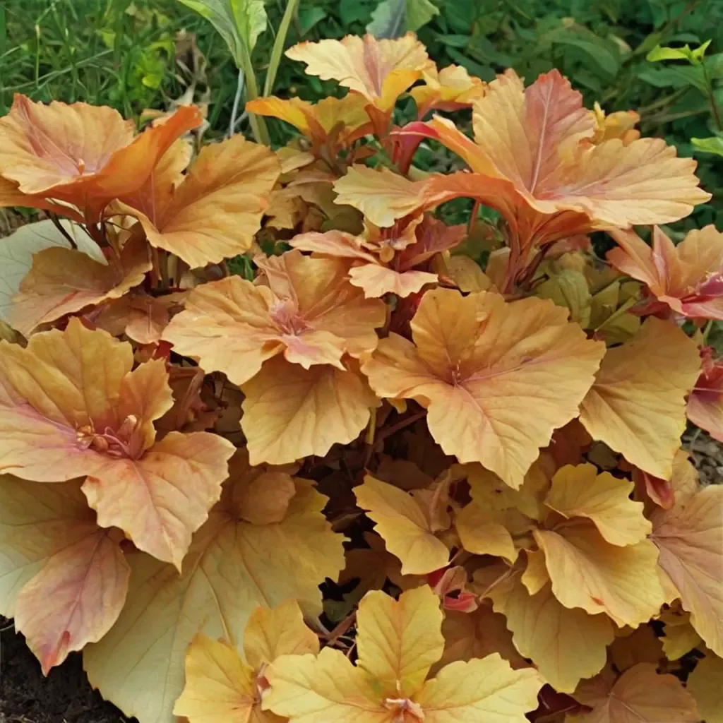 Caramel Coral Bells