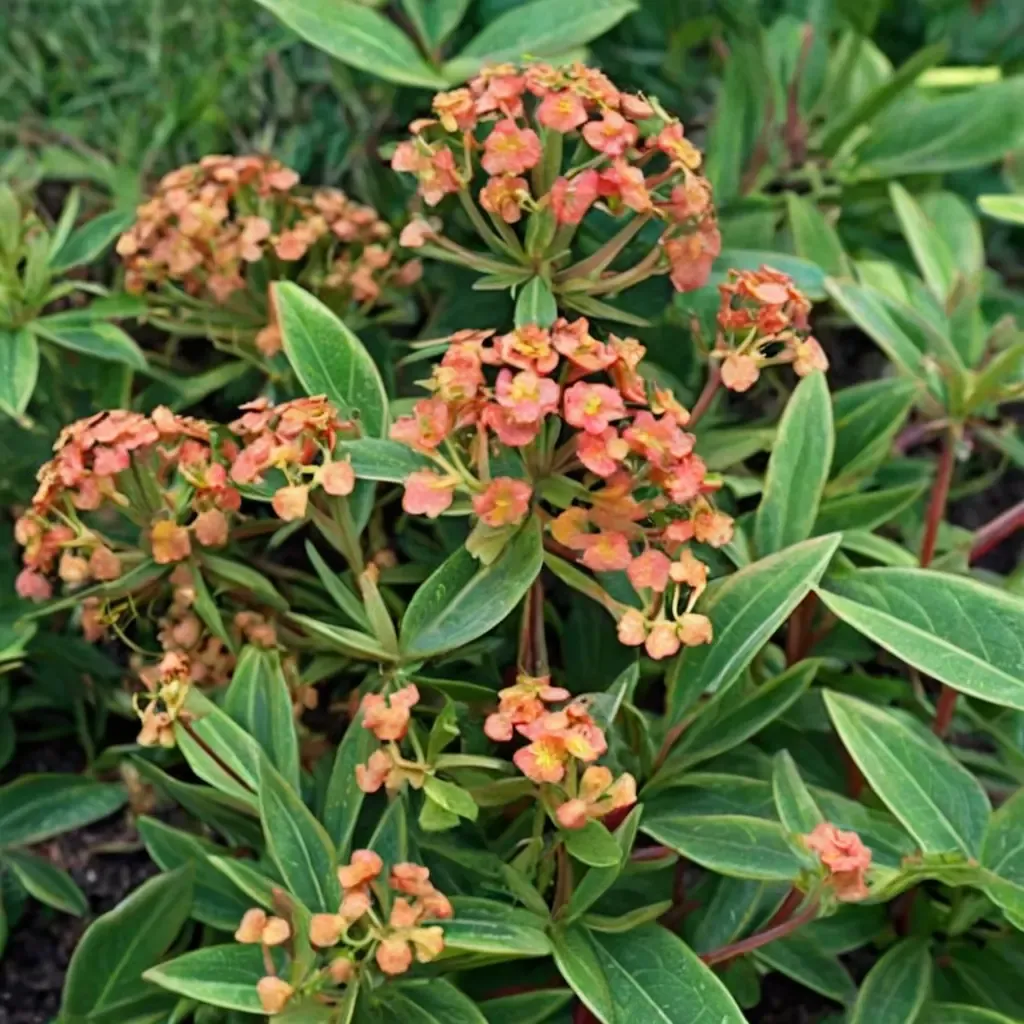 Fireglow Spurge
