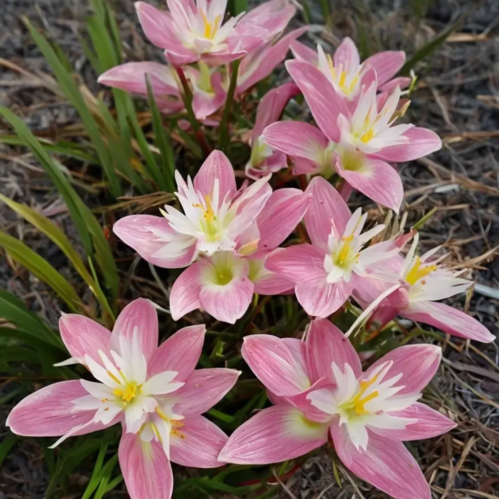 Zodiac Surprise Rain Lily