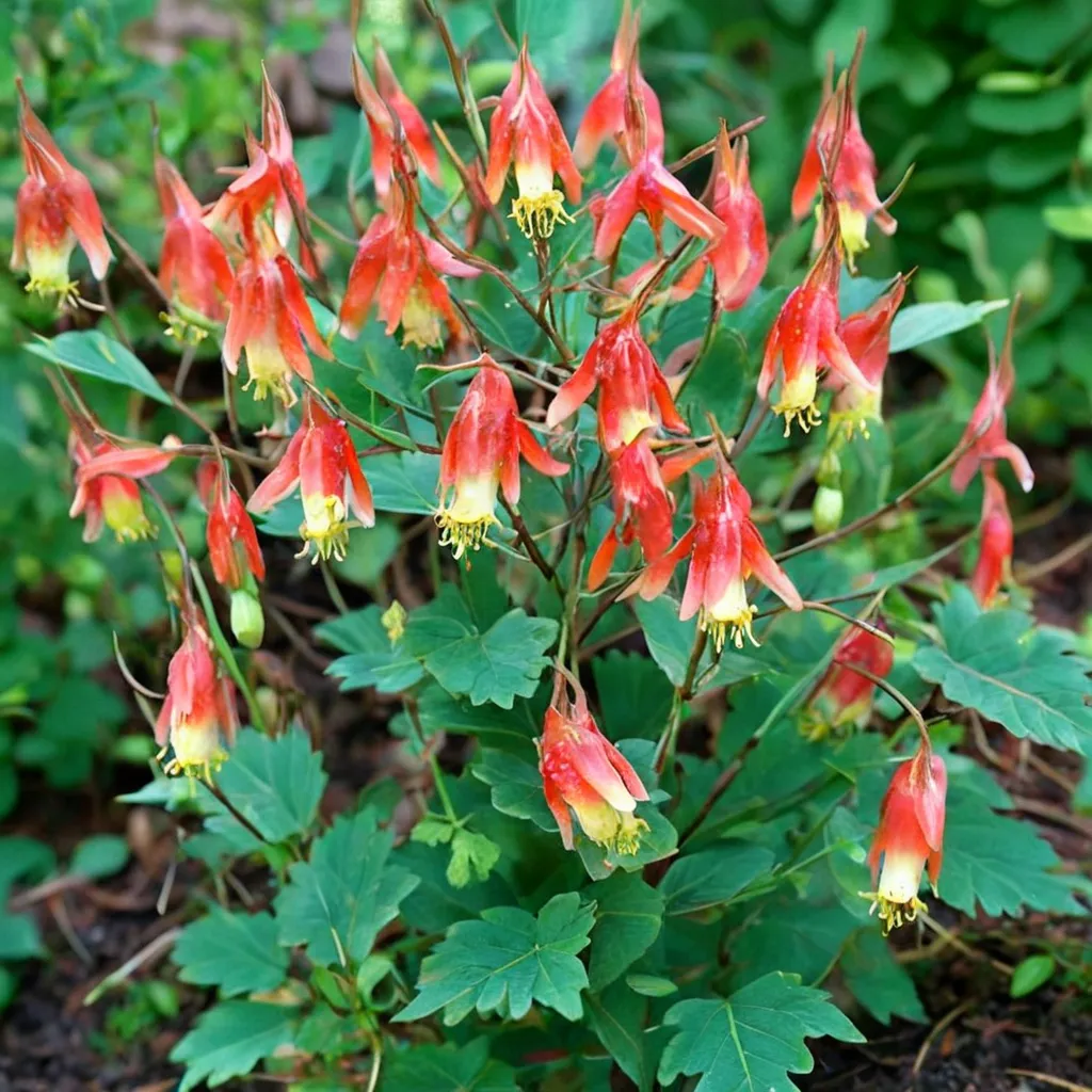 Eastern Columbine Little Lanterns