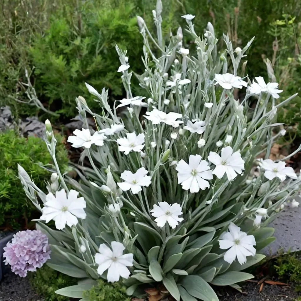 White Campion