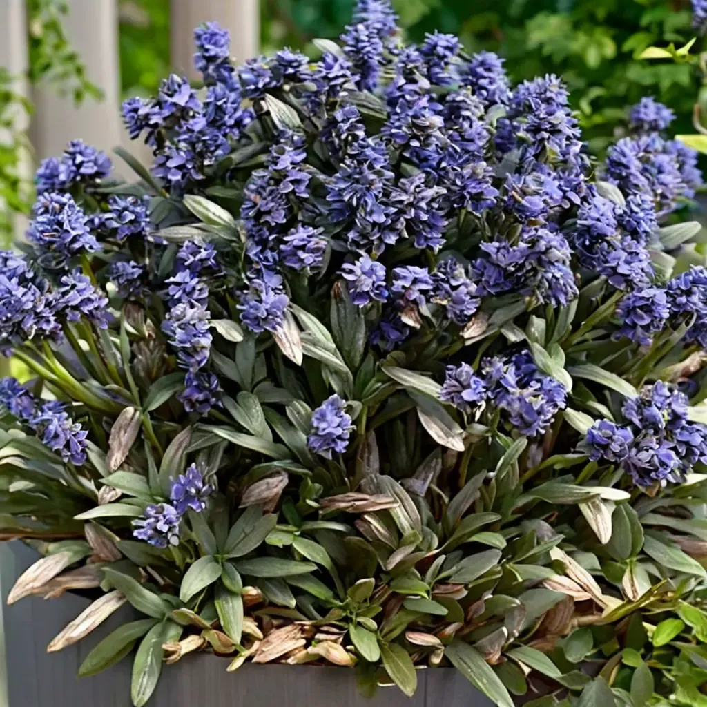 Noble Nightingale Bugleweed