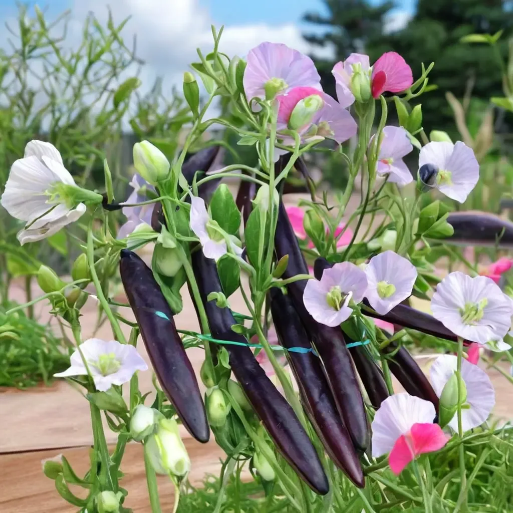Sugar Magnolia Sweet Pea
