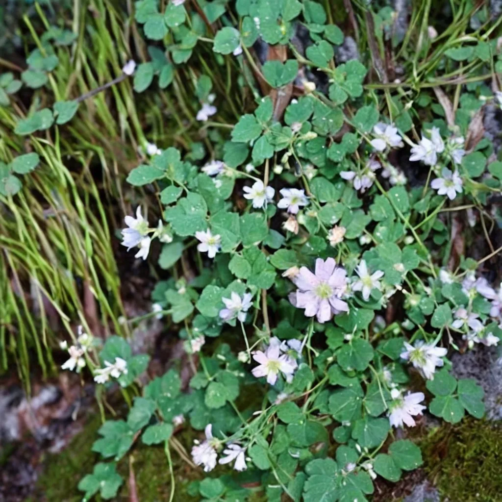 Meadow Rue