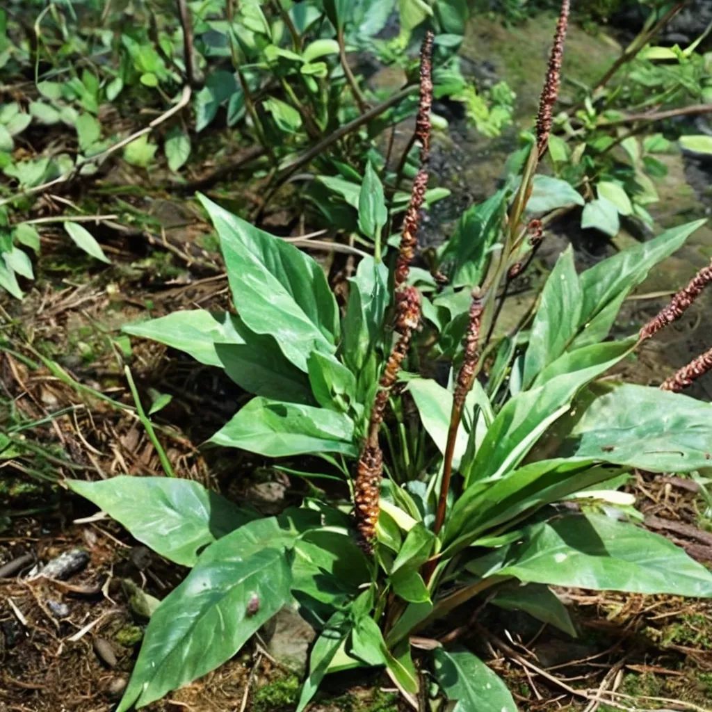Narrowleaf Plantain