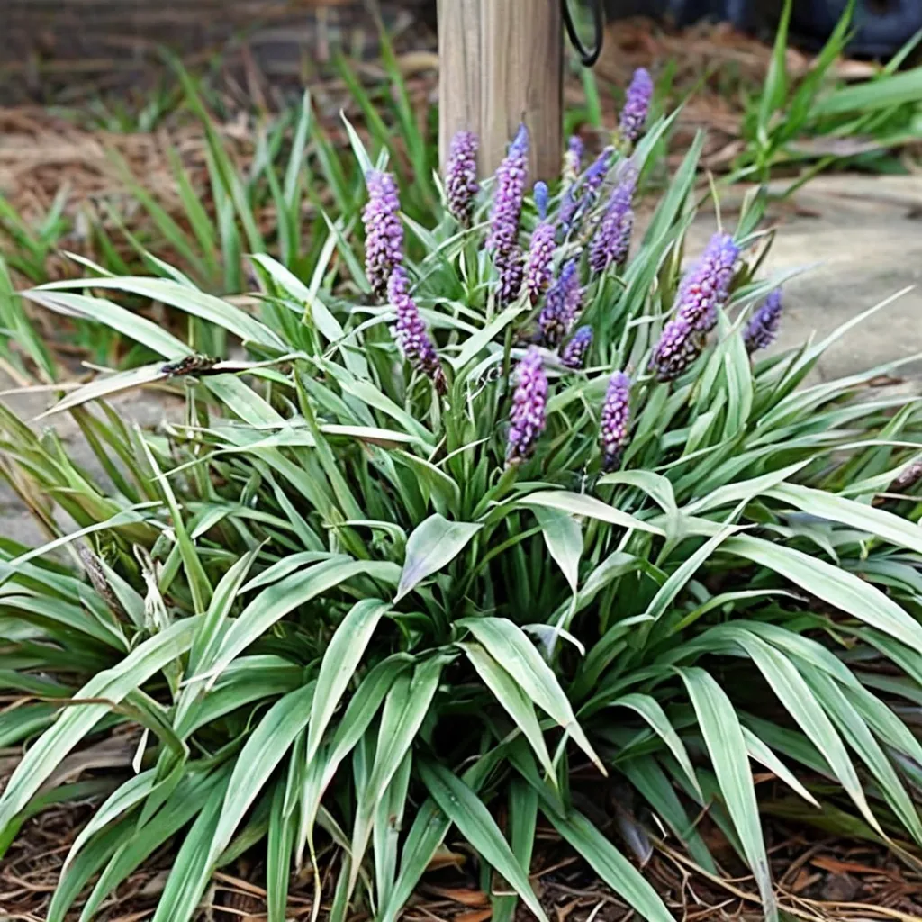 Liriope muscari Silver Midget
