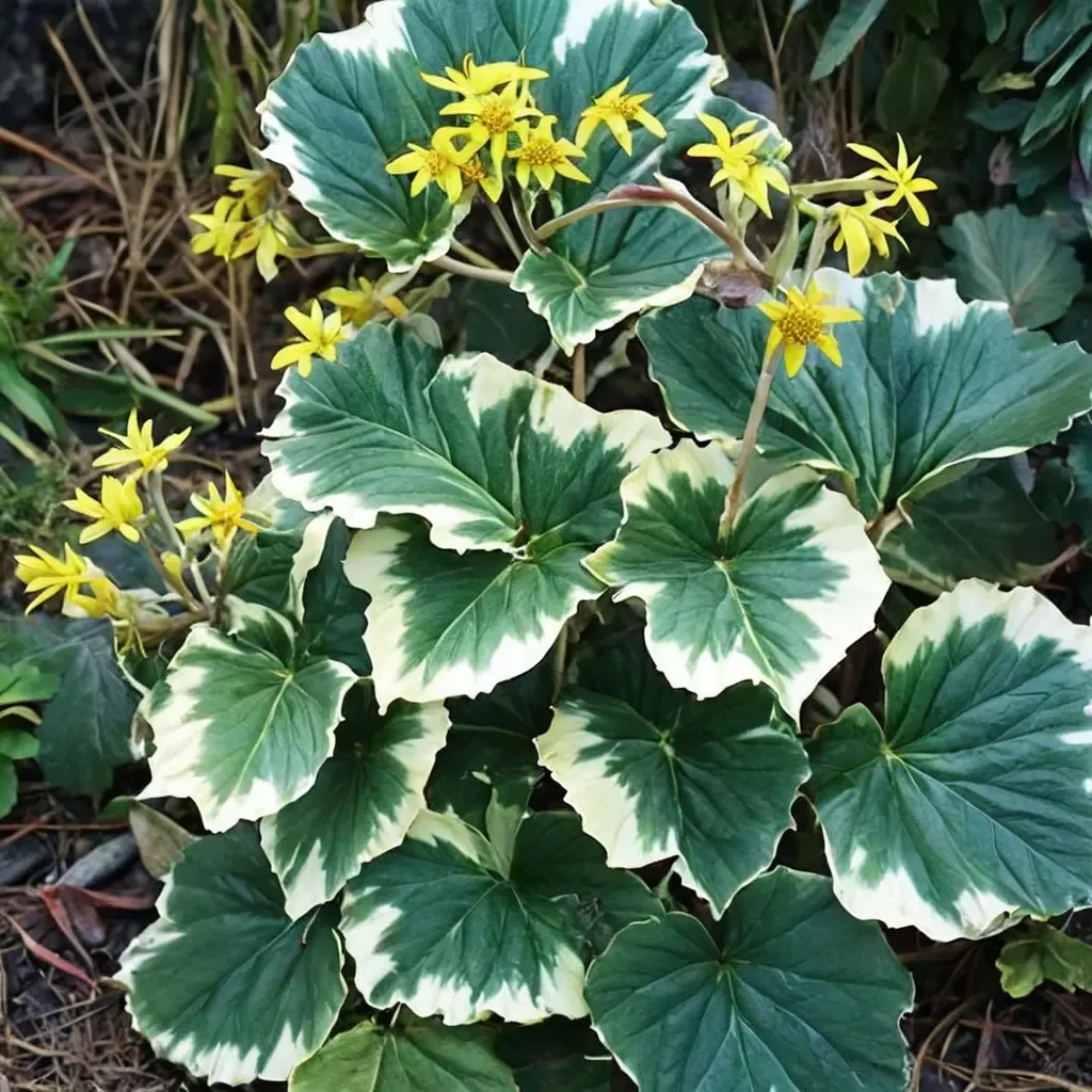 Silver Leaf Fogplant
