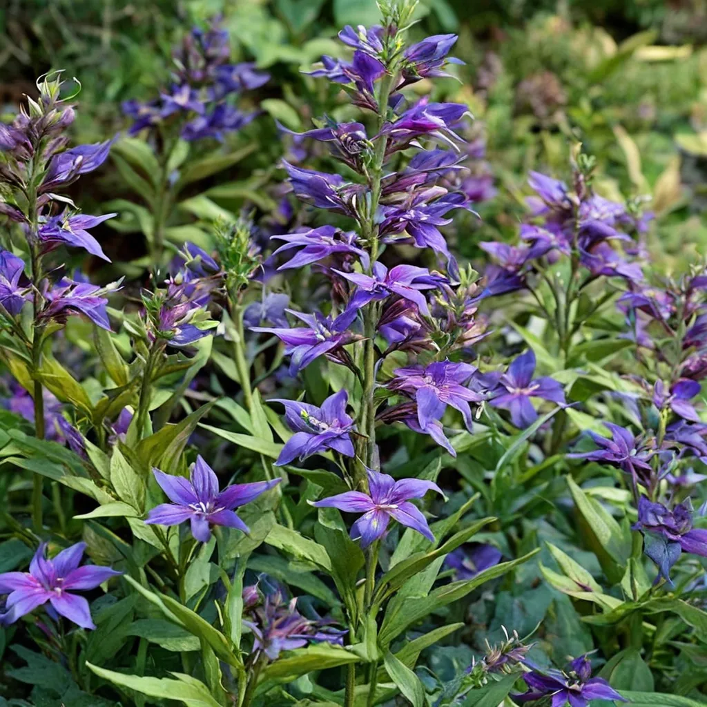 Grape Knee-Hi Lobelia