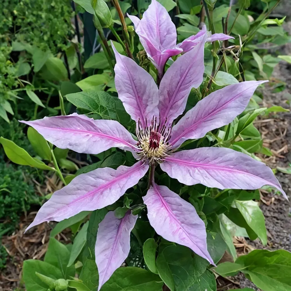 Clematis