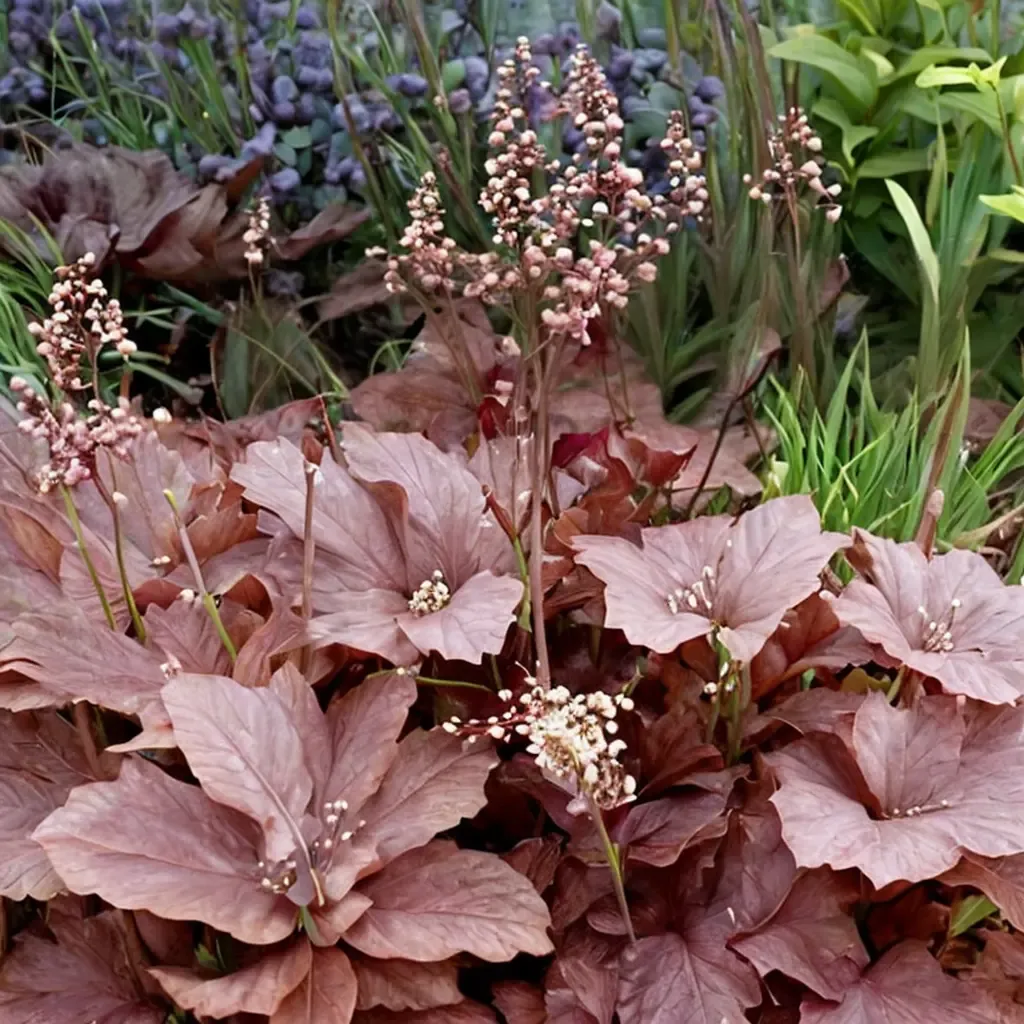 Burgundy Coral Bells