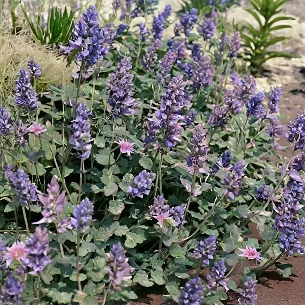 Catmint Nepeta