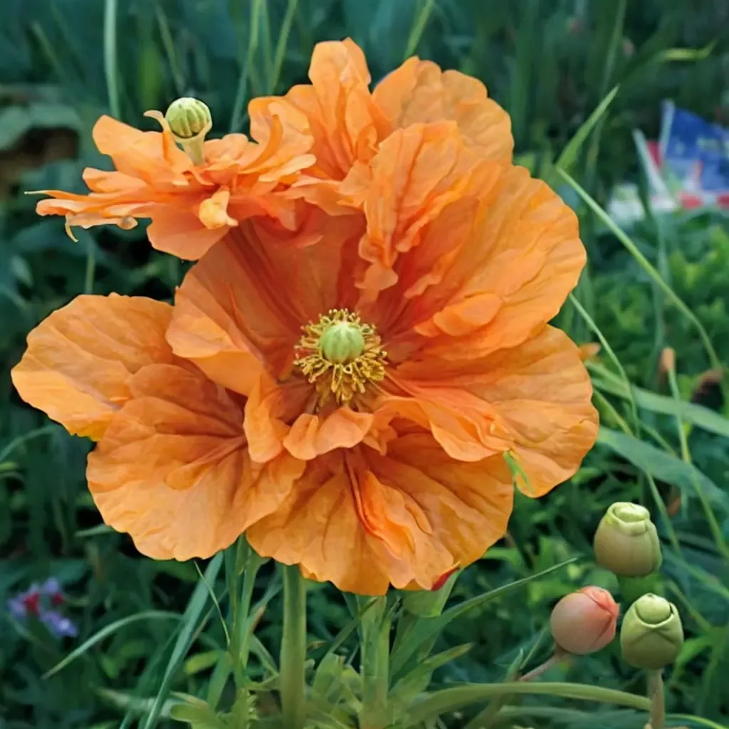Double Atlantic Poppy