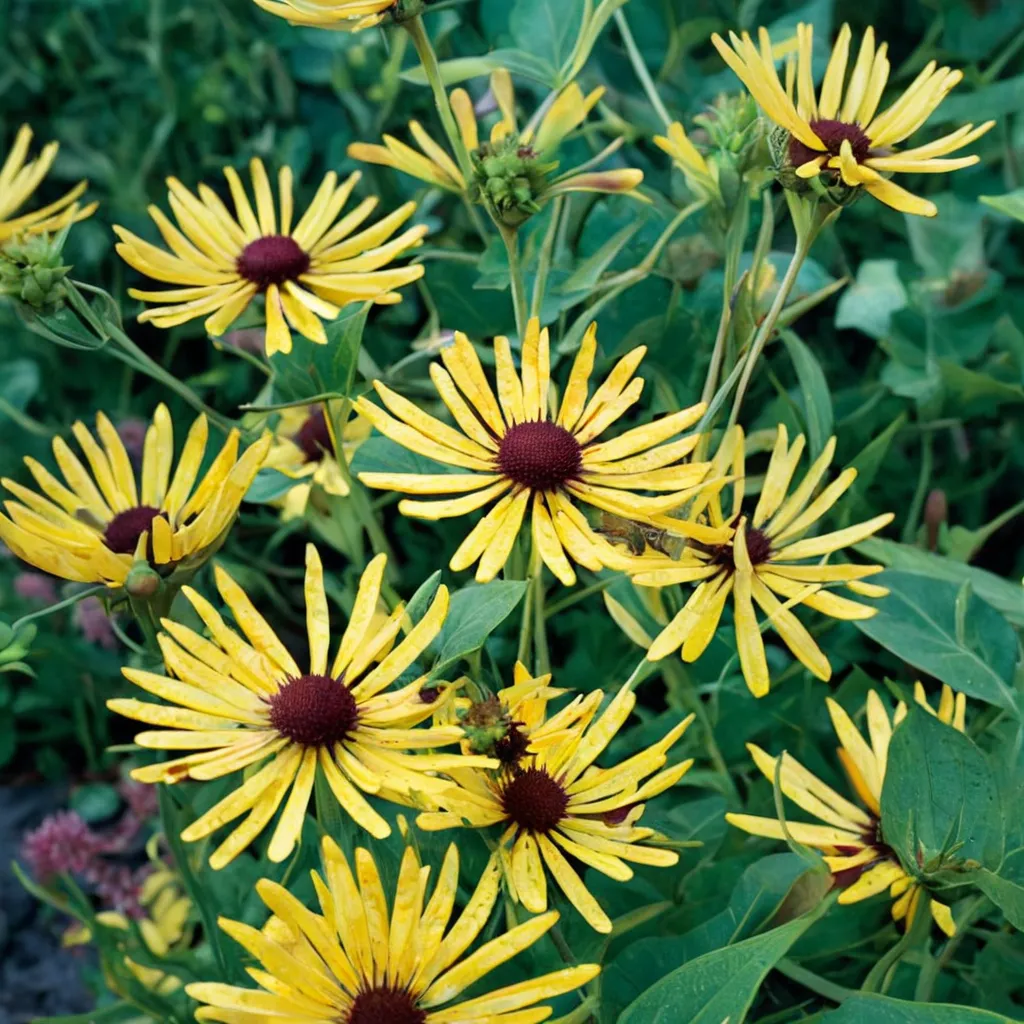 Henry Eilers Black-eyed Susan