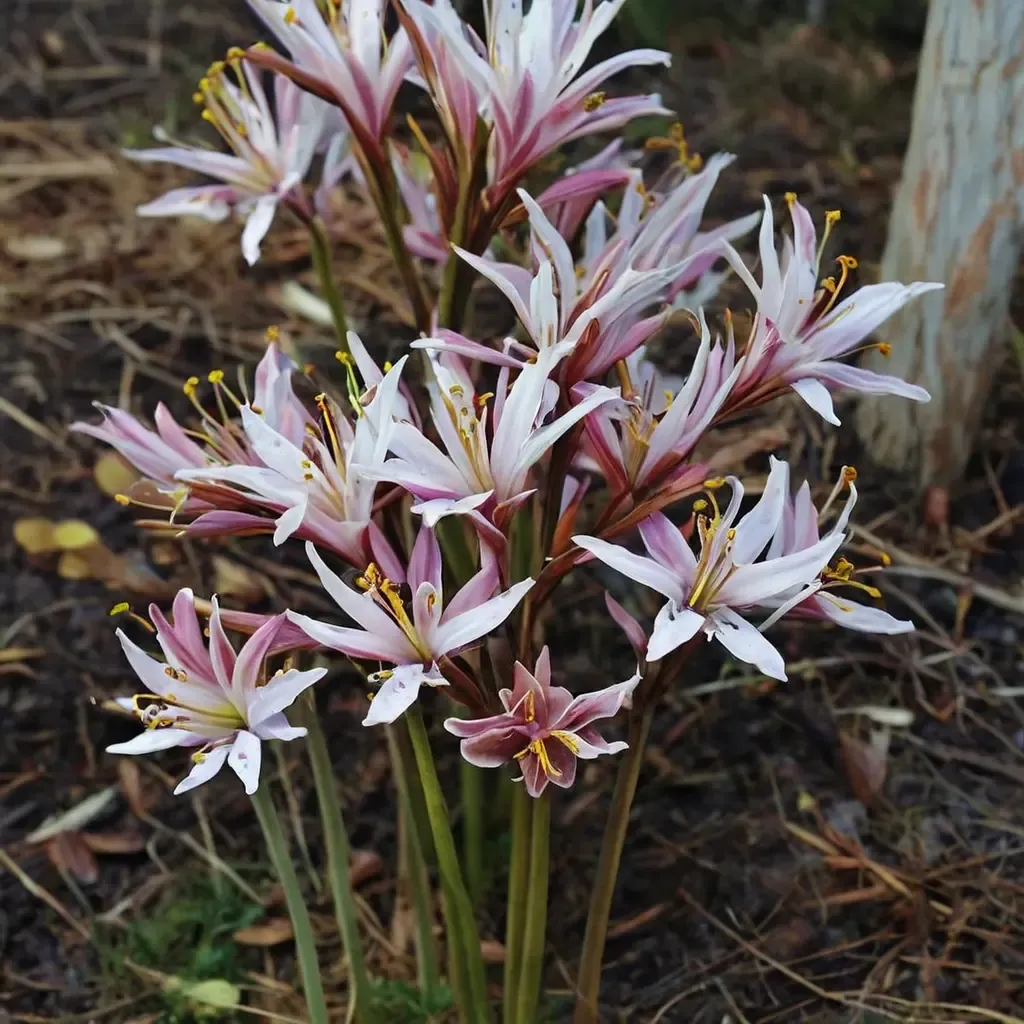 Peppermint Amaryllis