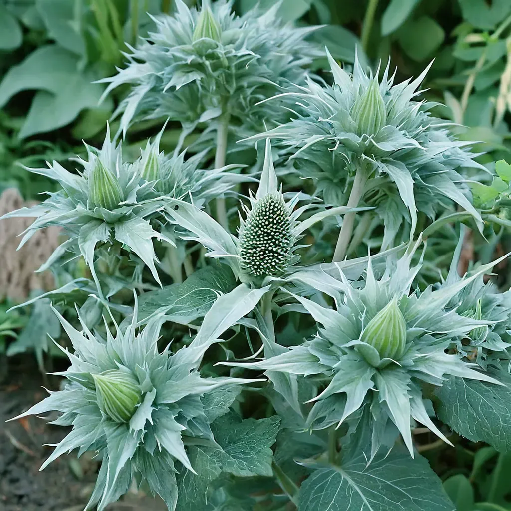 Miss Willmott's Ghost Giant Sea Holly