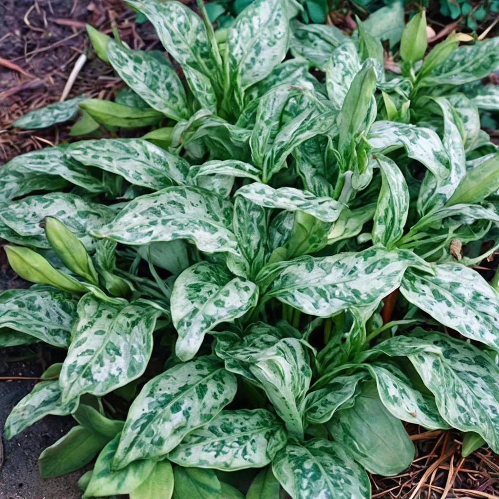 Silver Cloud Arum