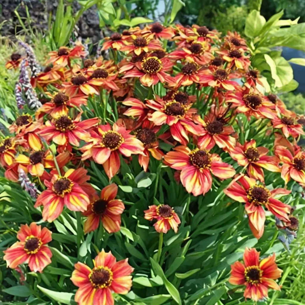 Rubyland Sneezeweed