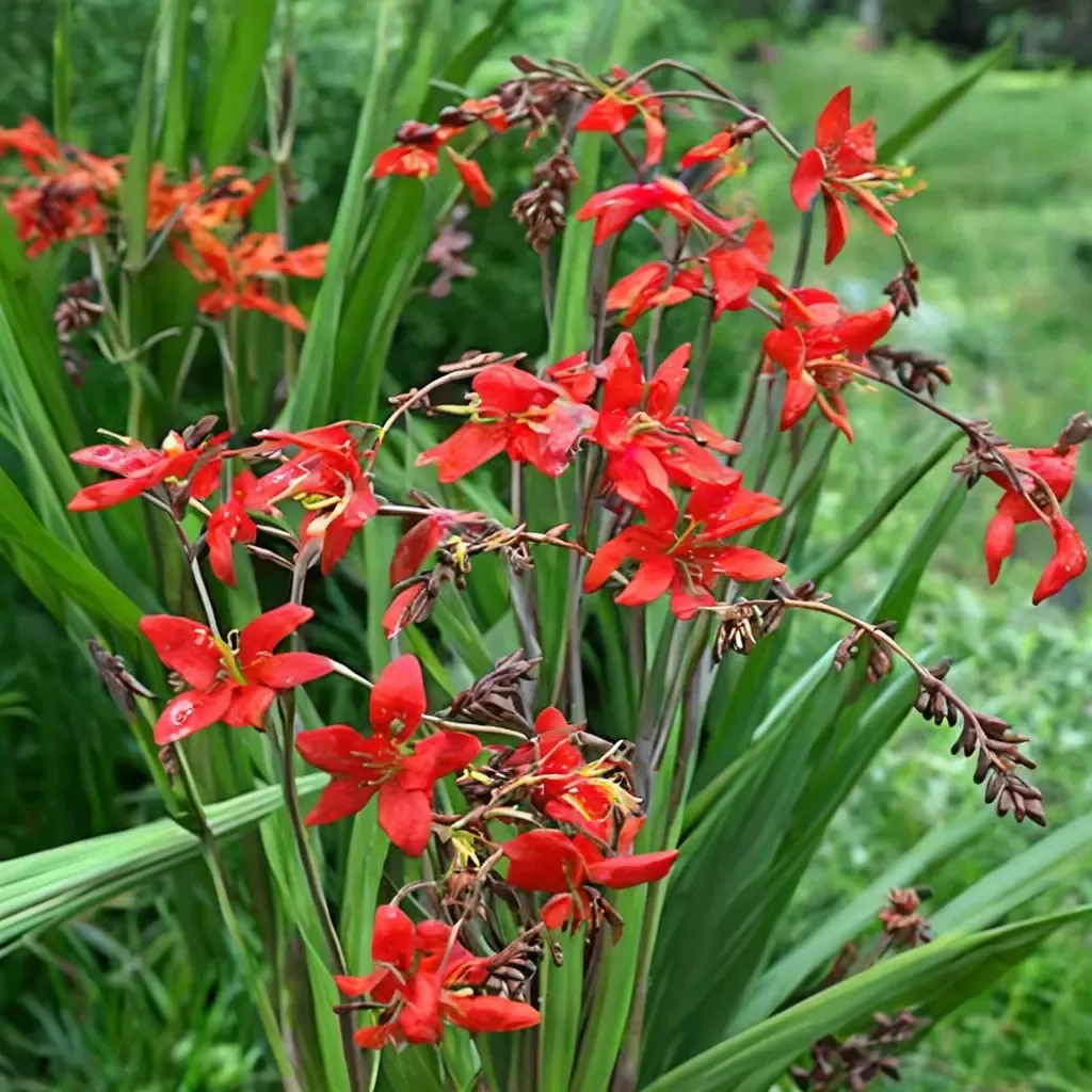 Emberglow Crocosmia