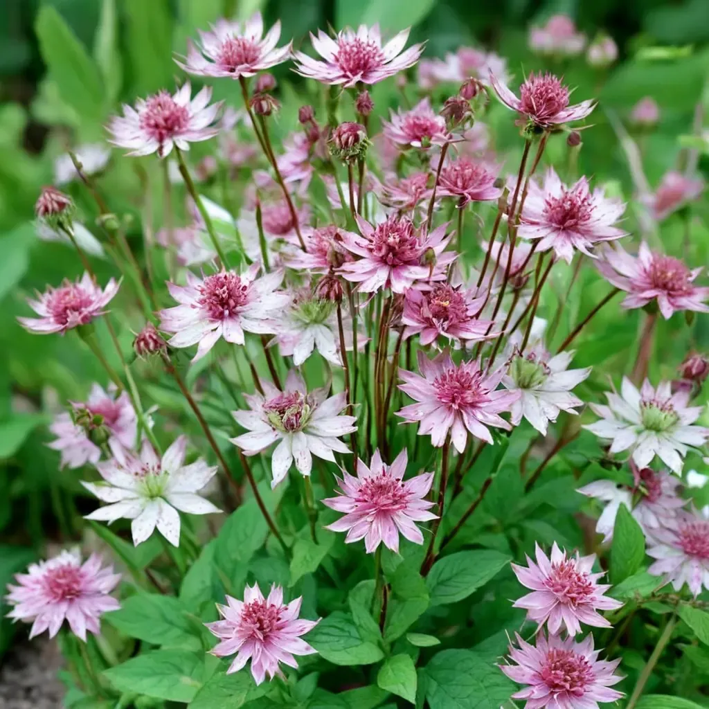 Masterwort