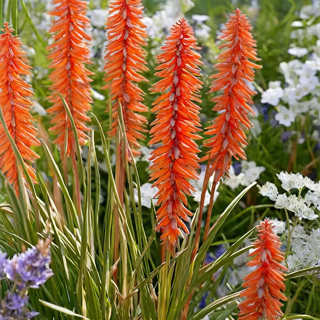 Elvira Red Hot Poker