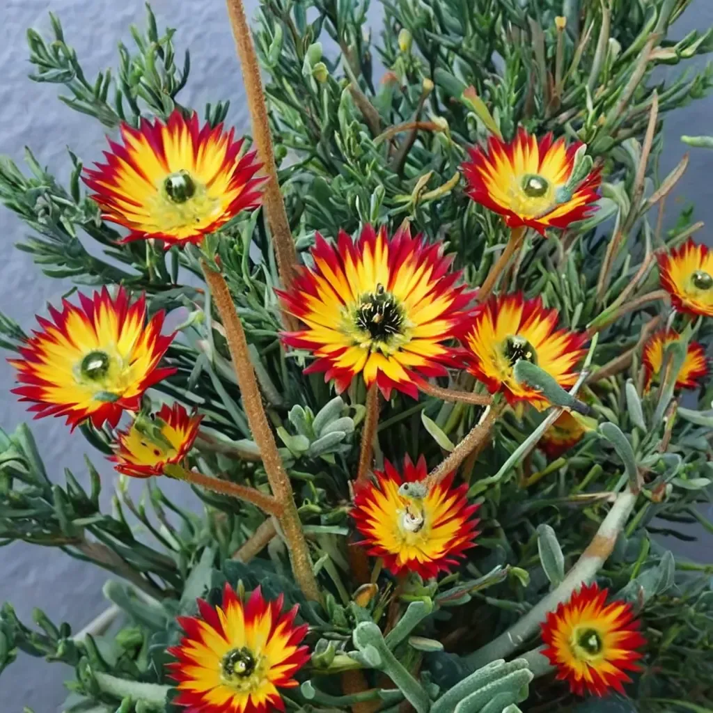 Shiny Dew Plant