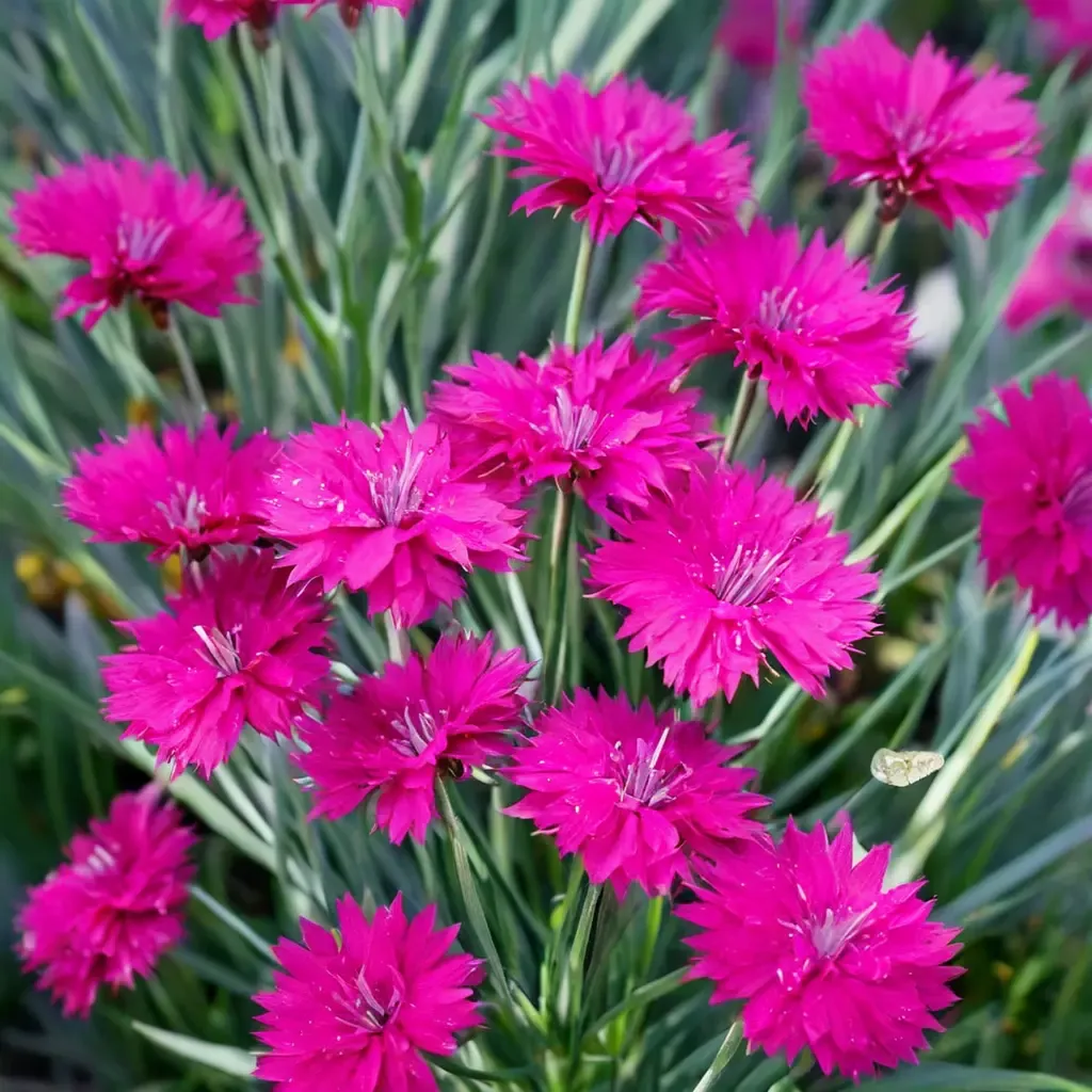 Chinese Pink Neon Star Dianthus