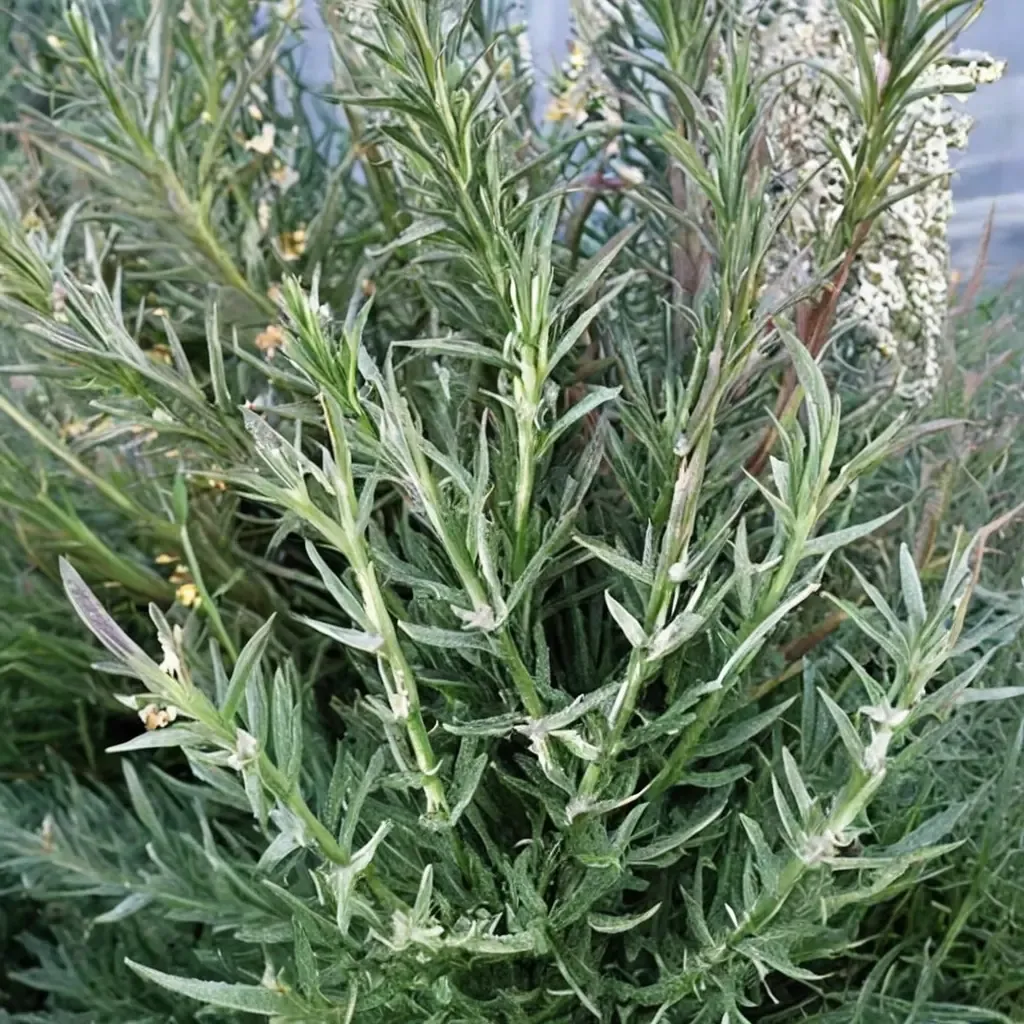 Arp Rosemary