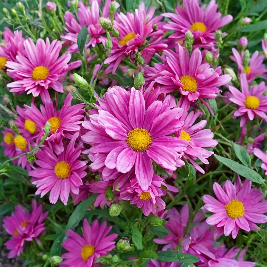 Lavender Daisy Mum Mammoth Mum