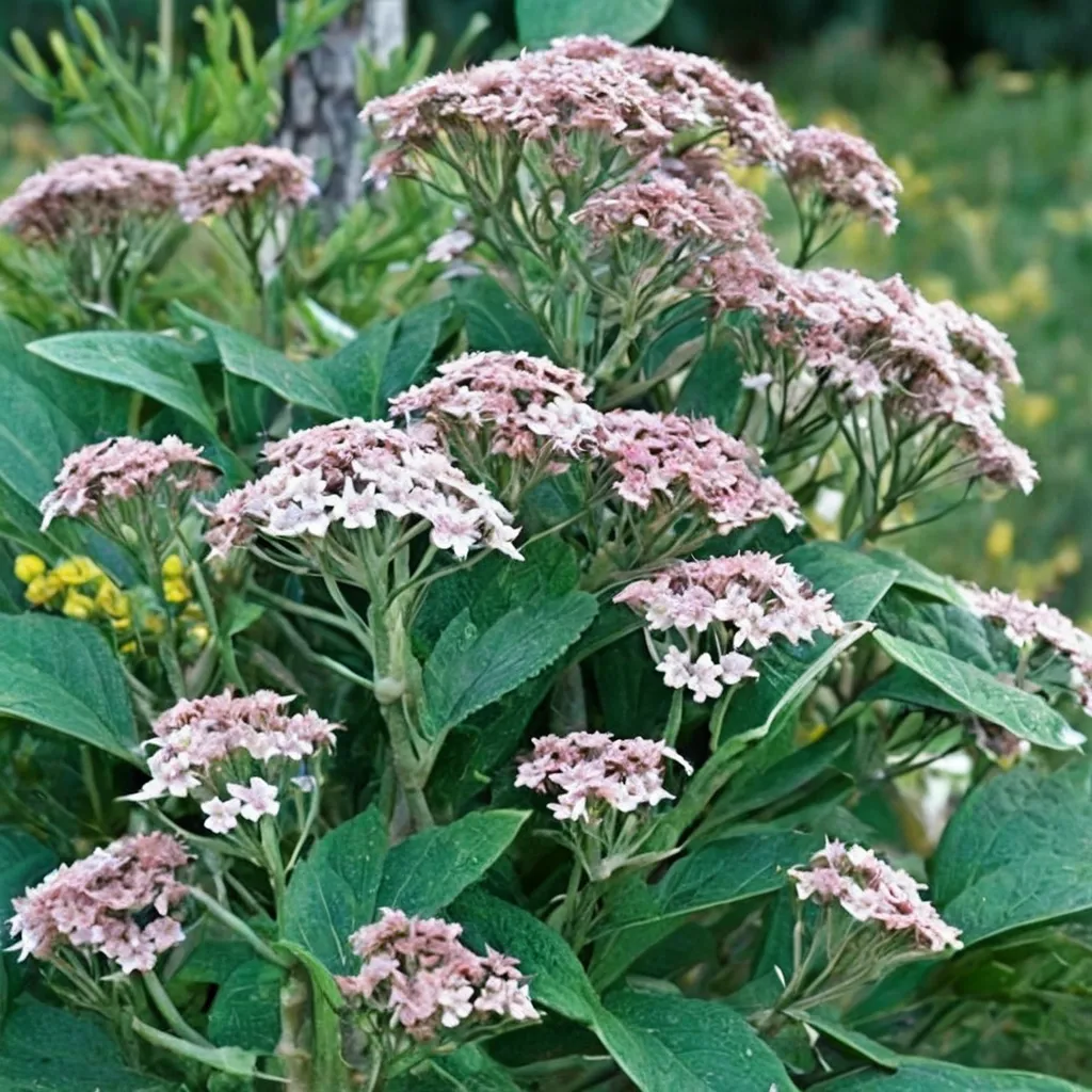 Hernandez's Eupatorium