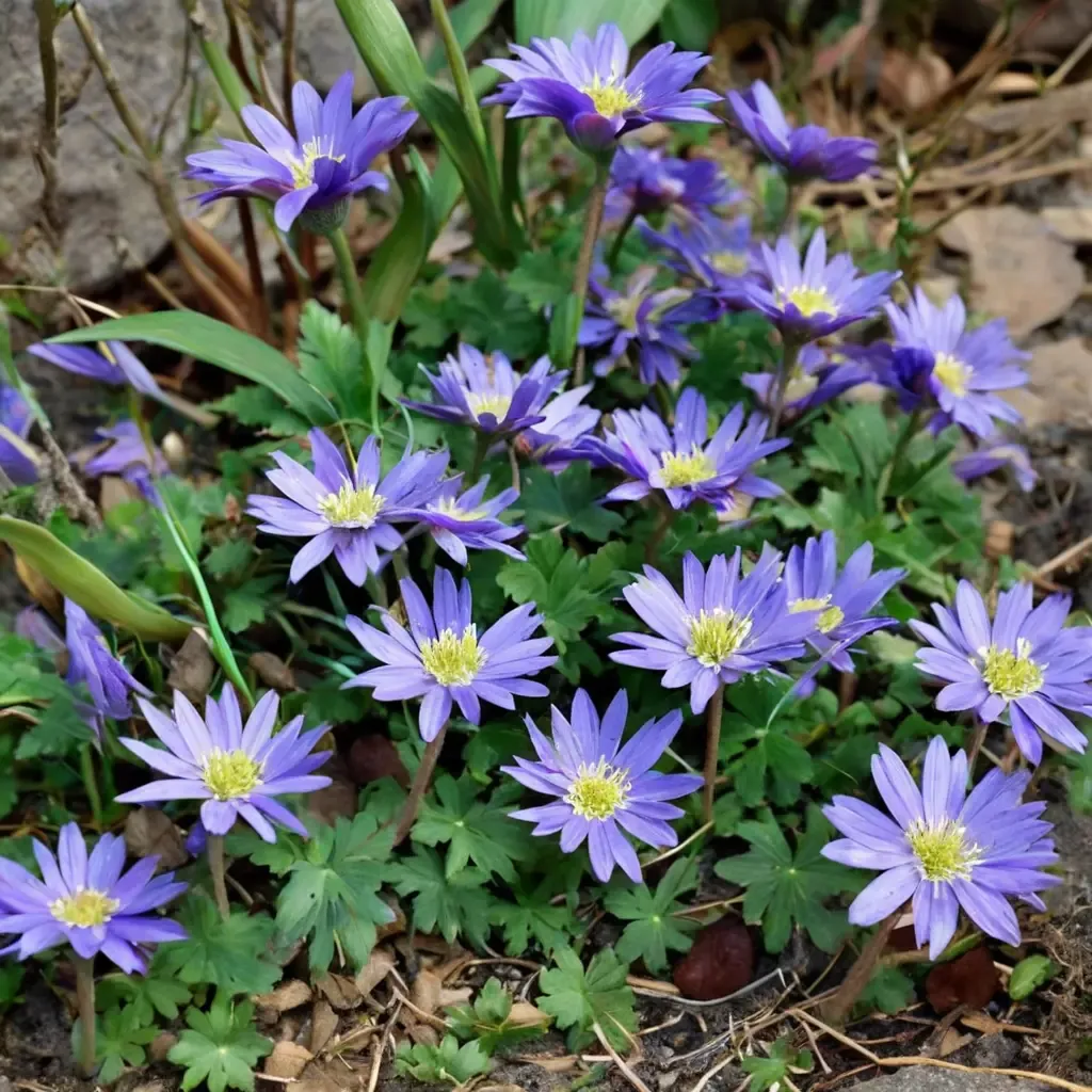 Grecian Windflower