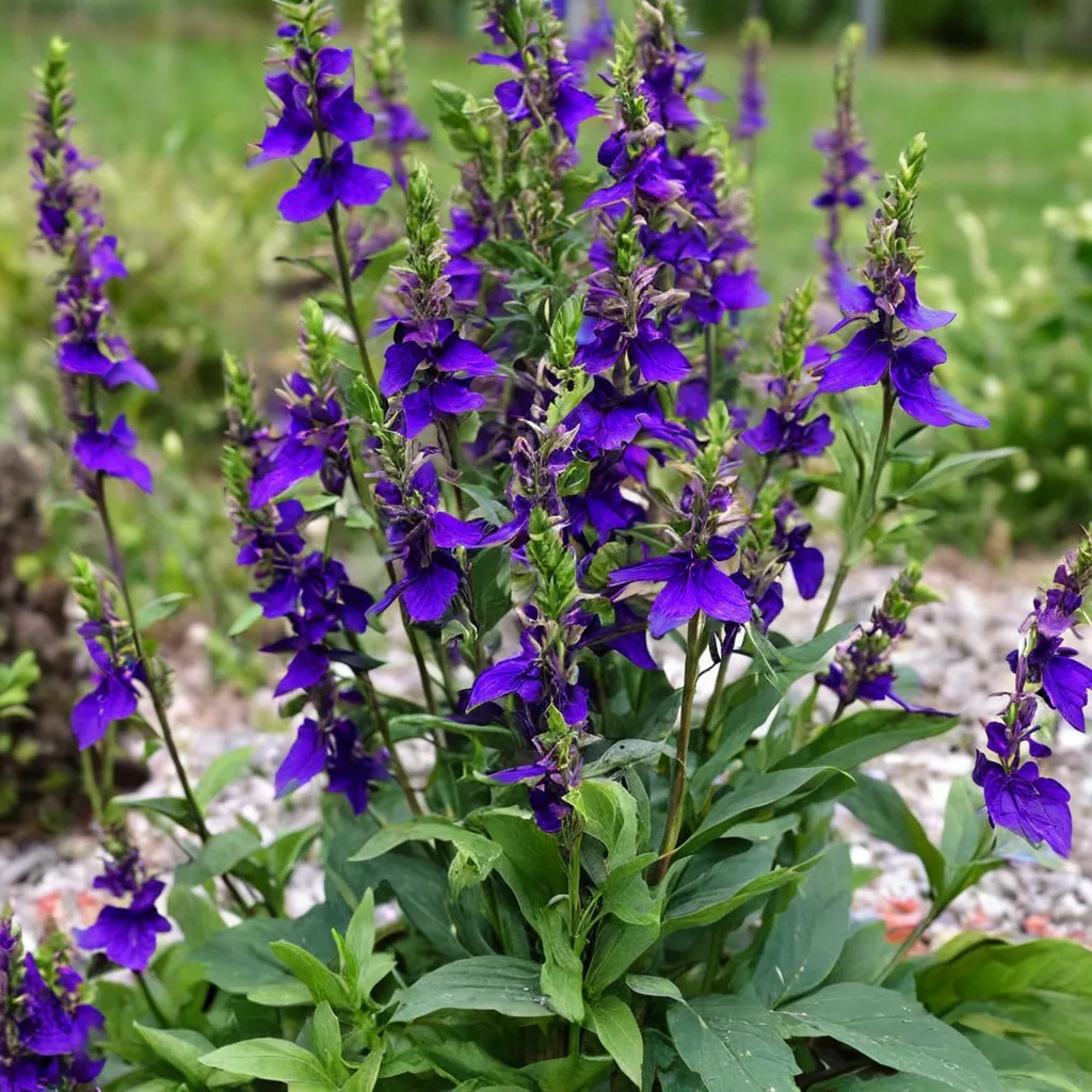 Blue Lobelia Lobelia speciosa STARSHIP