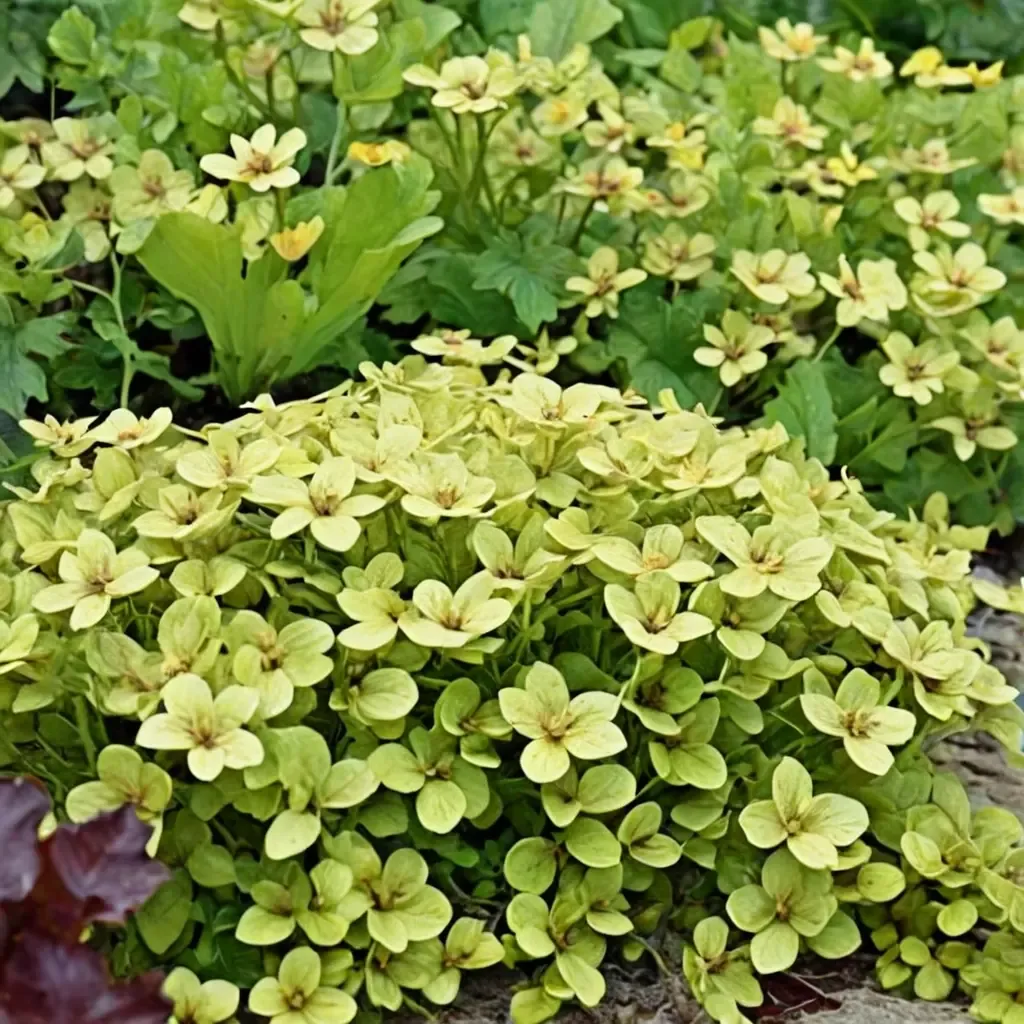 Golden Oregano