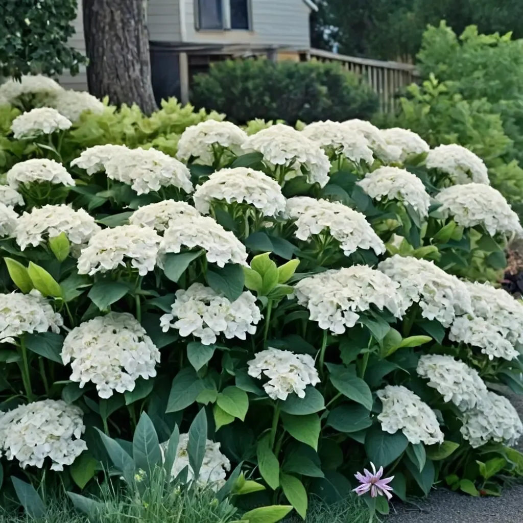 Annabelle Hydrangea Smooth Hydrangea