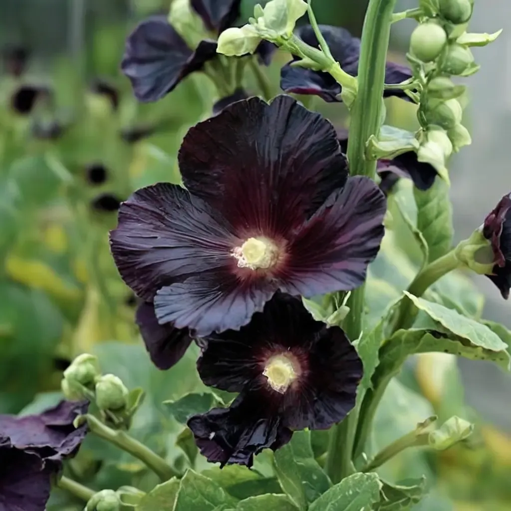 Black Night Hollyhock
