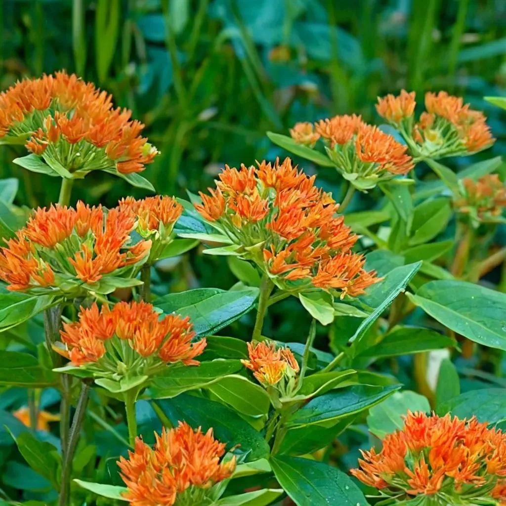 Butterfly Weed