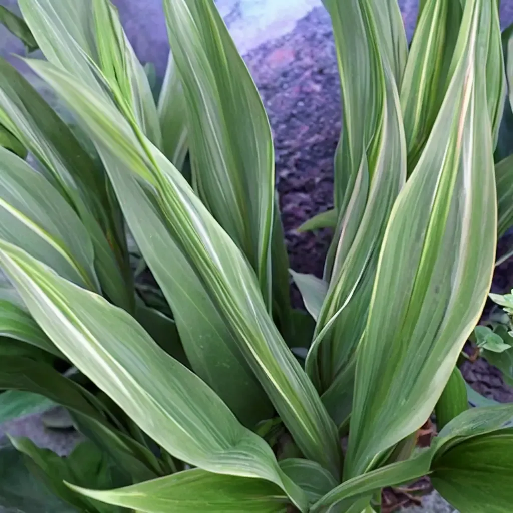 Lennon's Song Cast Iron Plant