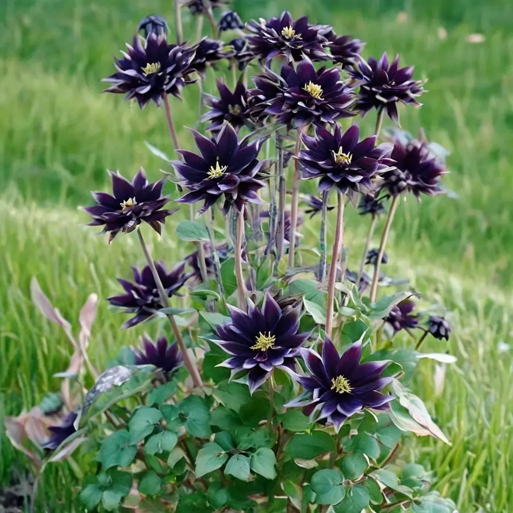 Black Barlow Columbine