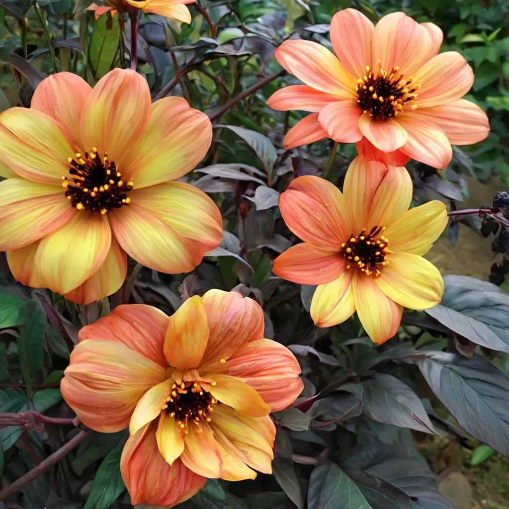 Mystic Haze Dahlia