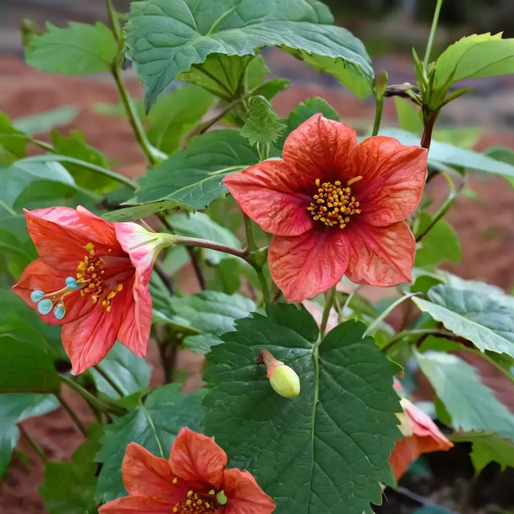 David's Red Flowering Maple