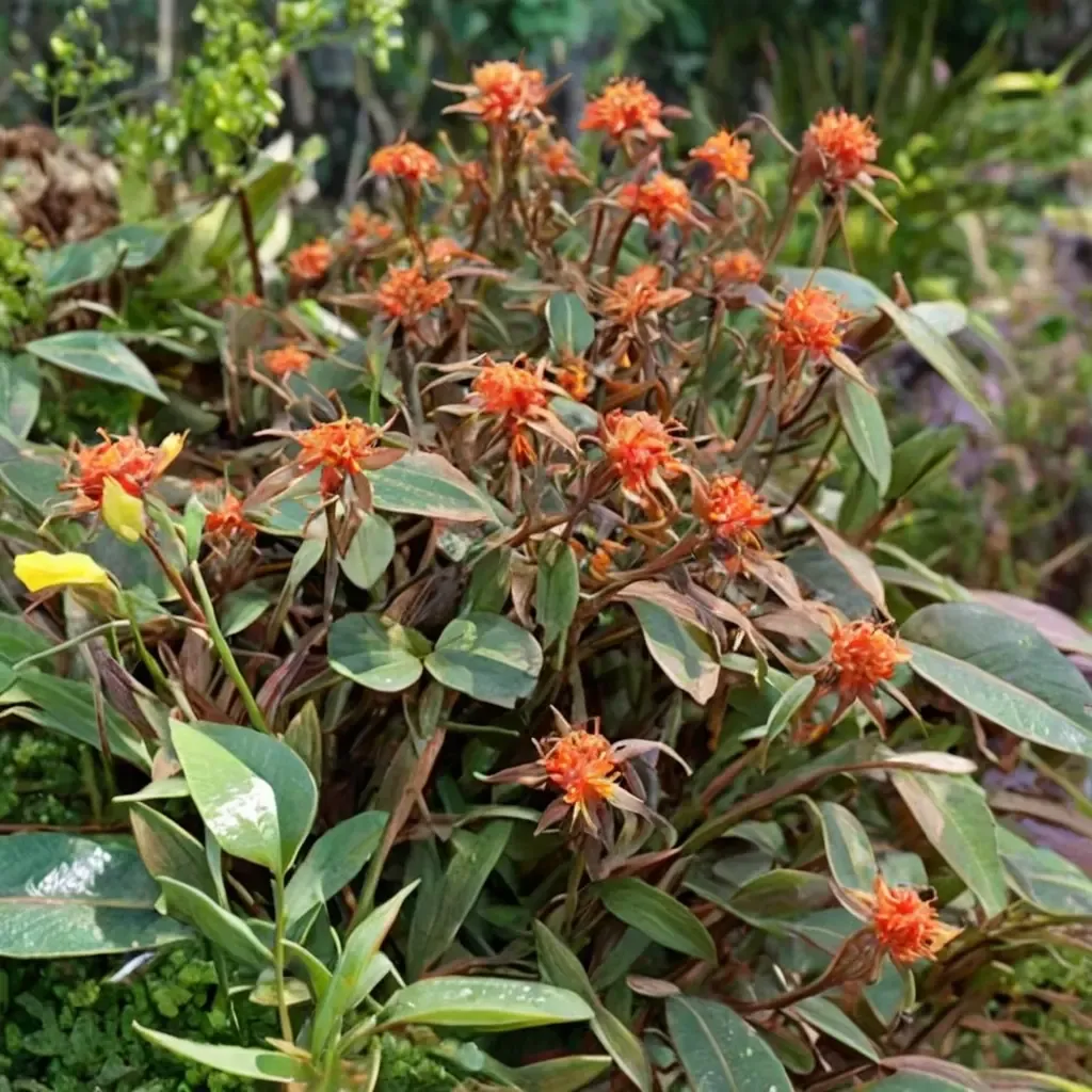 Fern Cottage spurge