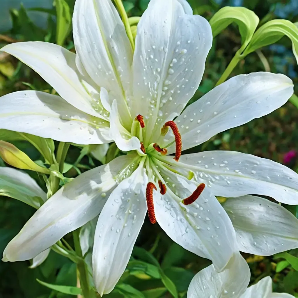 Casa Blanca Lily