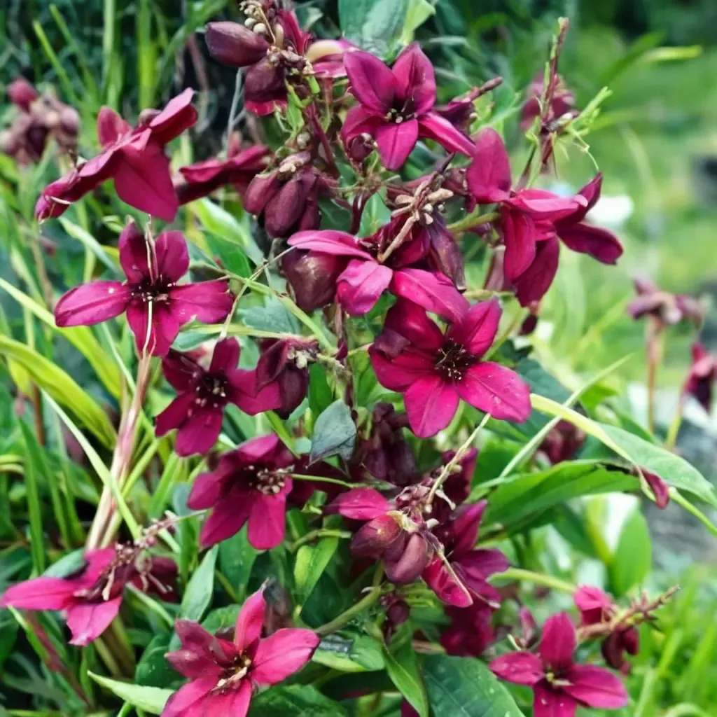 Rich Ruby Beardtongue