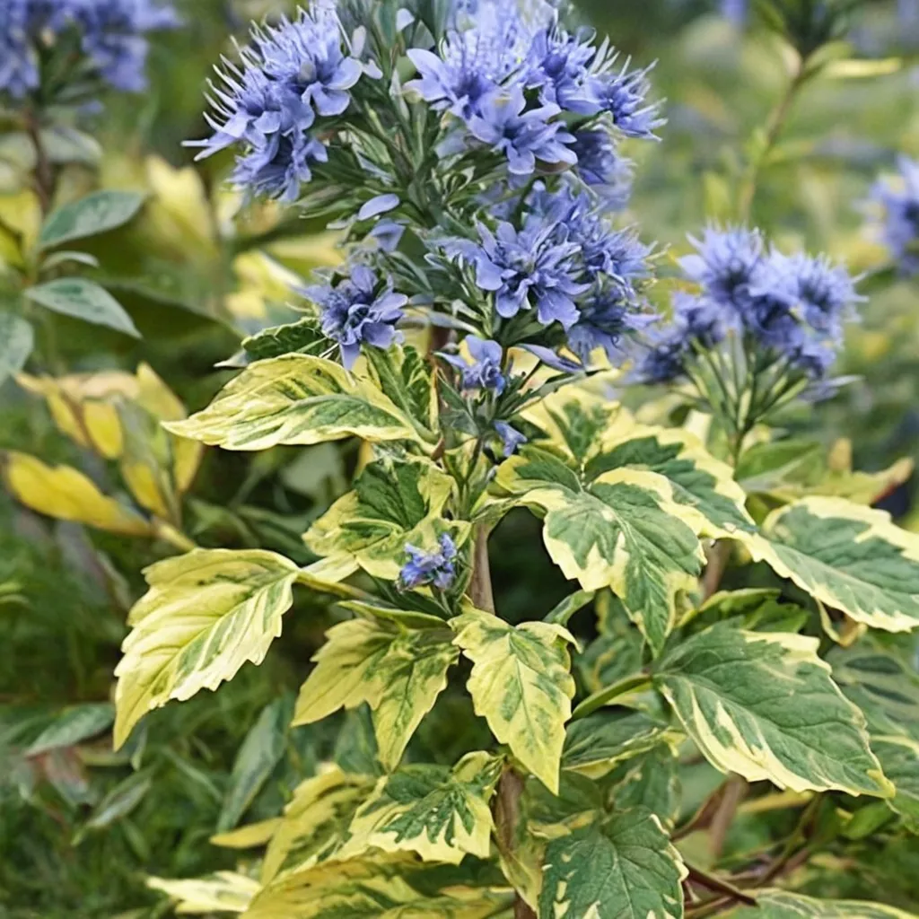 Summer Sorbet Caryopteris