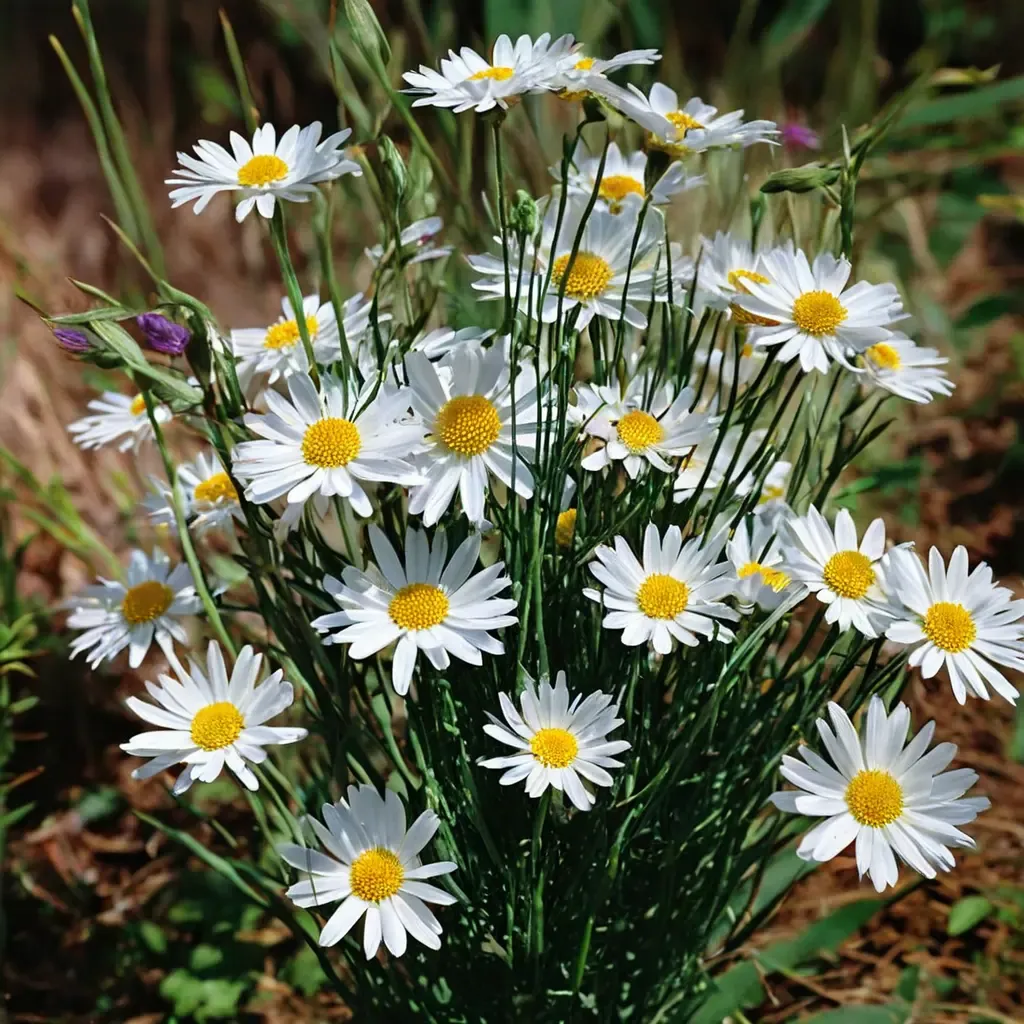 Filigran Daisy Shasta Daisy