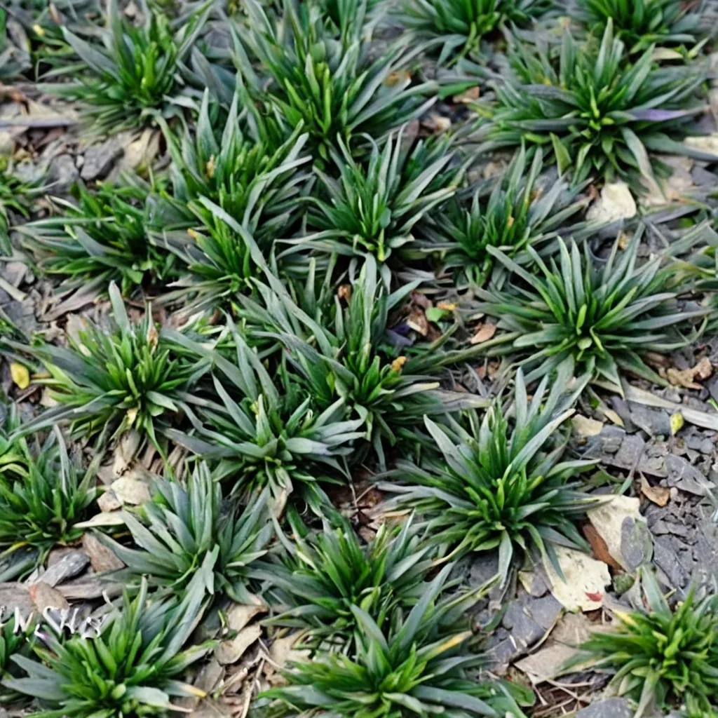 Super Dwarf Mondo Grass